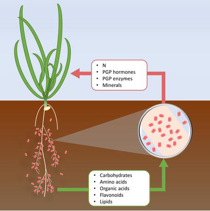 Role of Plant Growth-Promoting Bacteria in Crop Improvement